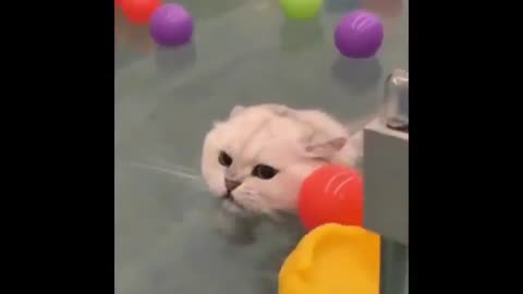 Funny Cats video