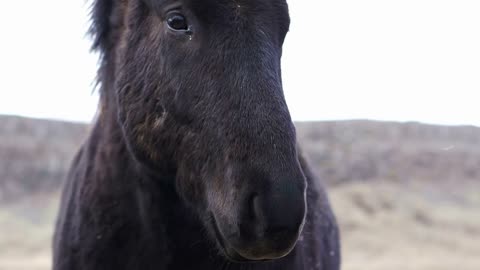 Close up shot of Icelandic horses head shot