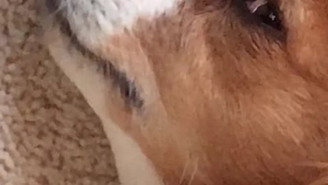Sexy Dog