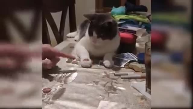 Baby Cats - Cute and Funny Cat Videos Compilation #41 | Aww Animals