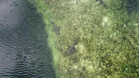 Filming sharks in shallow water in Bimini, Bahamas on my Dji Mavic Mini Se