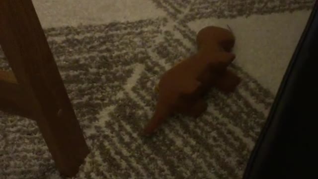 Brown dachsund plays with table on carpet floor