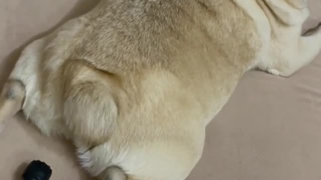 pug farted