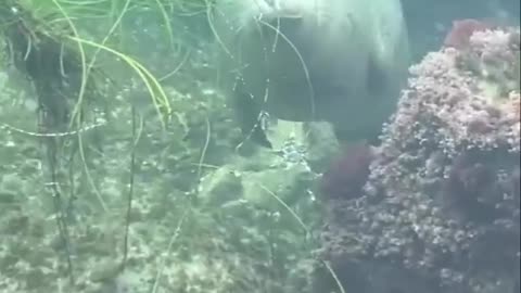 Seals