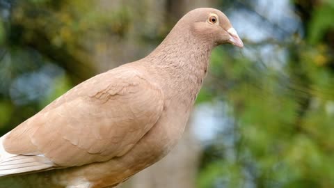 Beautiful pigeon walking like a fashion model