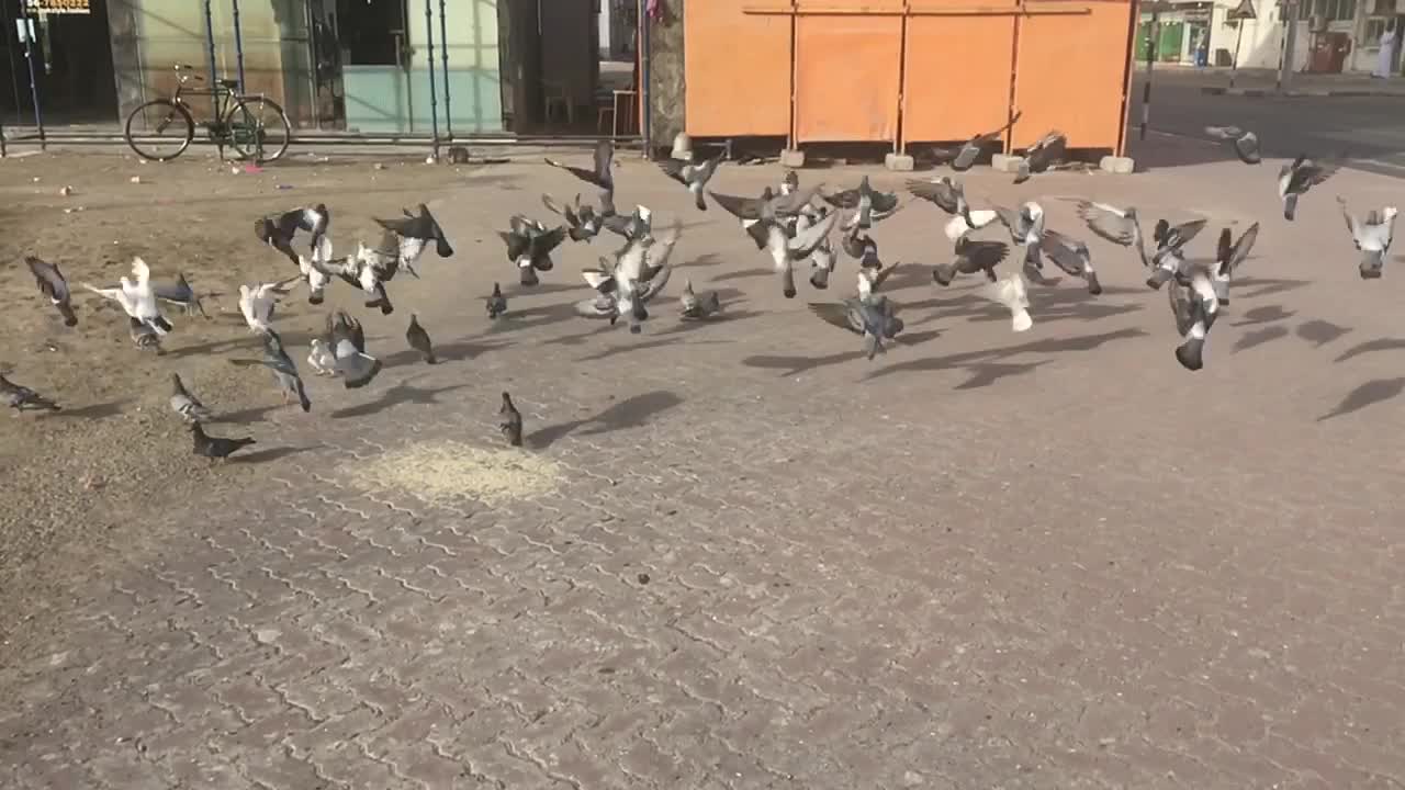 Birds Flying in Slow motion