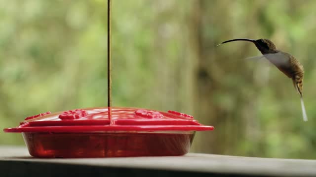 Can Hummingbird drink water heated by the sun