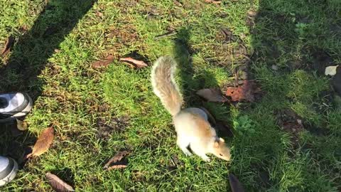 Squirrel watching in England