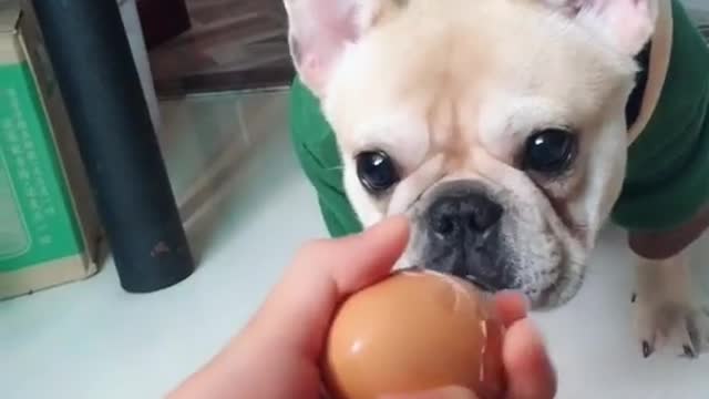 Baby Dogs Cute and Funny Dog Videos Compilation.