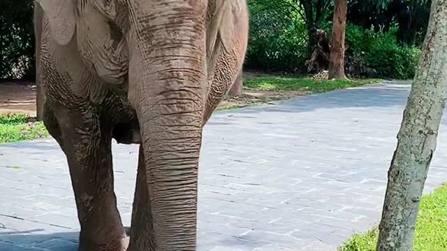 Beautiful scenery and strong elephants