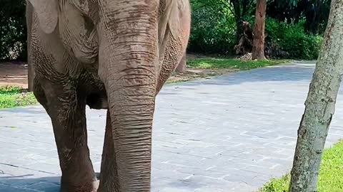 Beautiful scenery and strong elephants