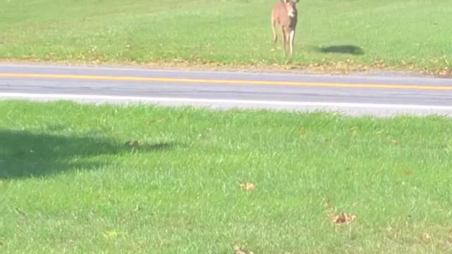 Deer Crossing Road Has a Close Call