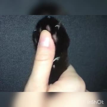 What are the cat's hands?