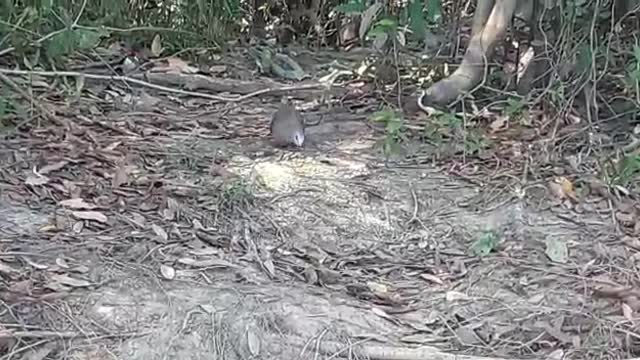 Birds in Pantanal Brazil