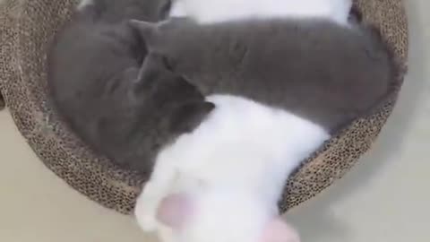 The white cat looked helpless! Three black cats lay on it.