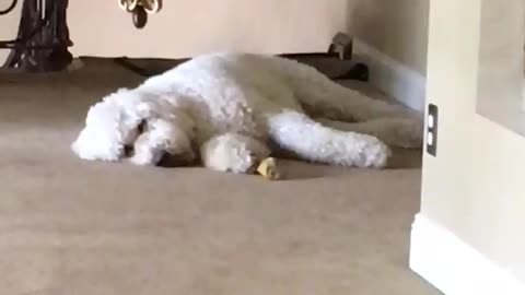 White dog lays on brown carpet while white dog barks at it