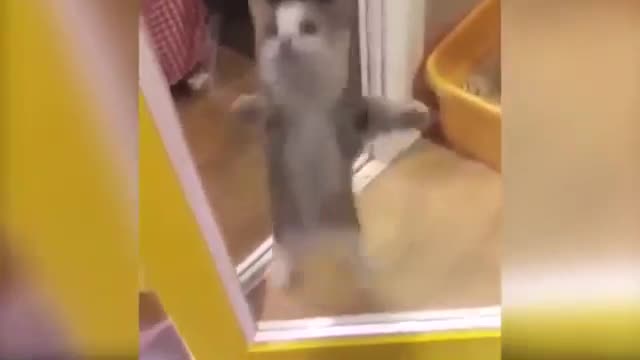 Cats dancing to music-funny cats dance compilation