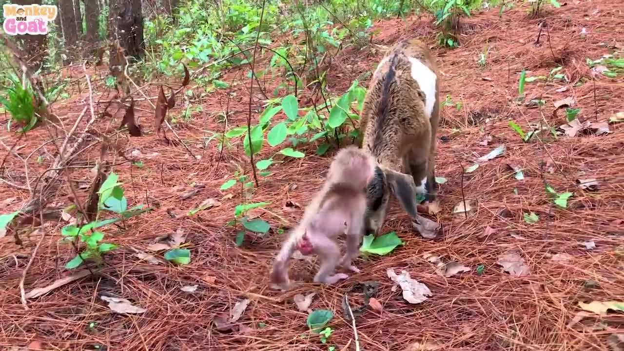 BABY MONKEY