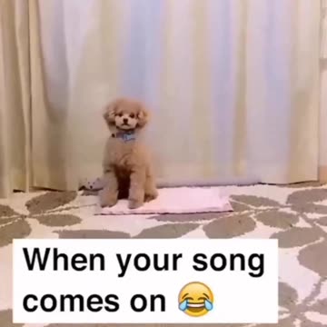 "Bichon Beats: Unleashing the Paw-some Dance Moves for the Perfect Song!"