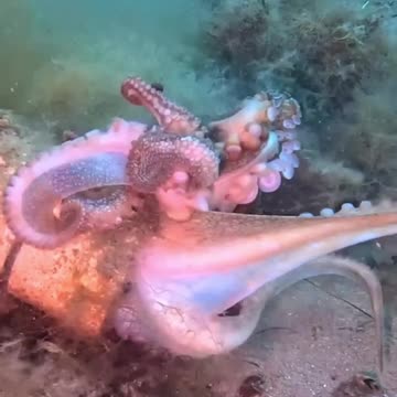 Deep-sea drama: Octopus clash creates tangled 'mess of arms' 🐙🌊