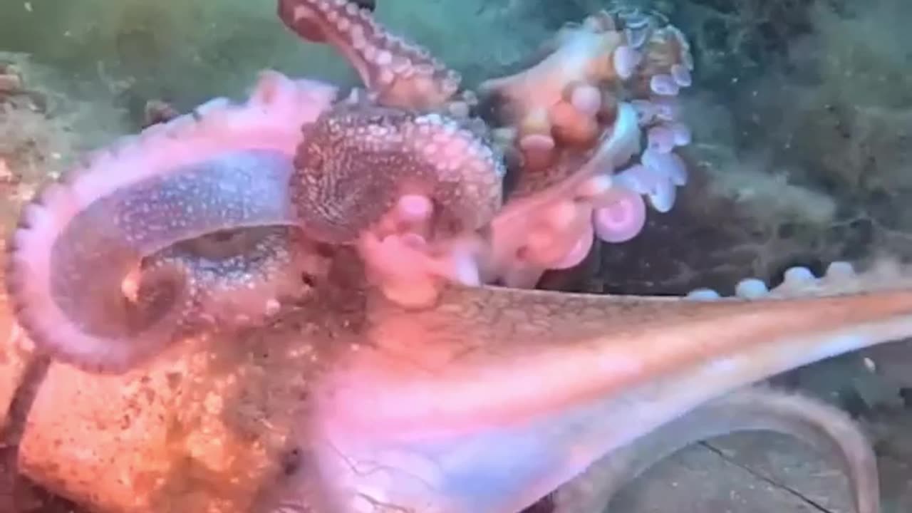 Deep-sea drama: Octopus clash creates tangled 'mess of arms' 🐙🌊