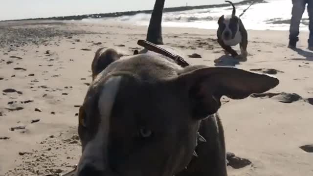 Bullies on the beach