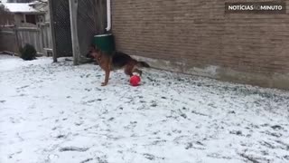 Pastor Alemão brinca e se diverte na neve