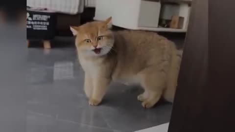 OMG" Funny Cats Compilation try not to Iaugh impossible Memes 2024