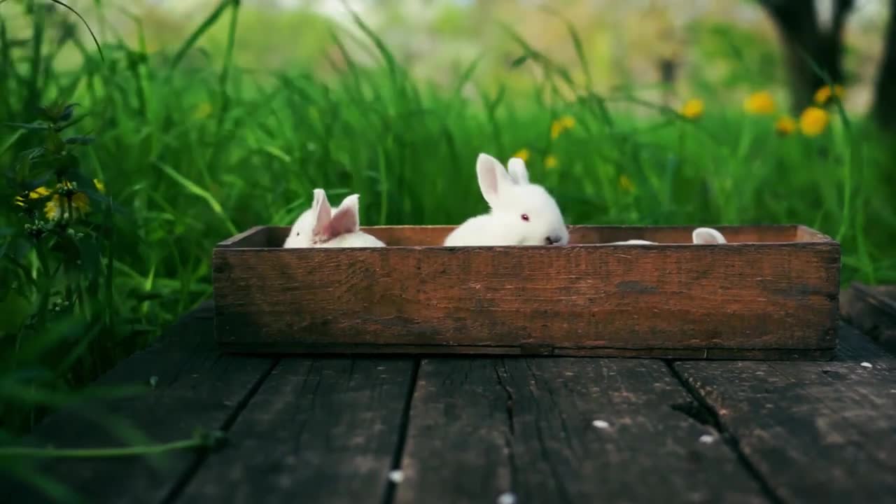 Our Cute Pet | Video Of Rabbit