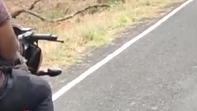 Bikers are scared...watching two TIGER crossing the Road...terrified movement