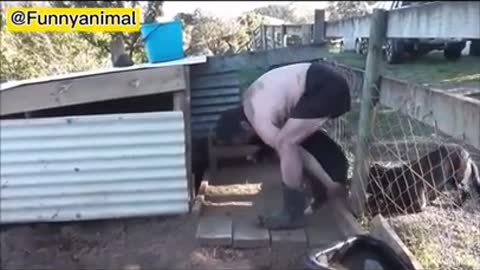 Try not to laugh funny animals 😹 #shorts