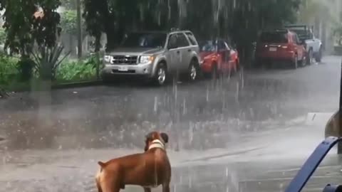 Dog Video On Rain