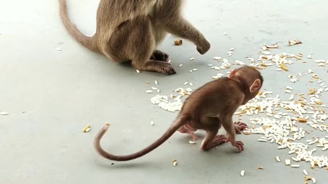 baby monkey loves mother very much.