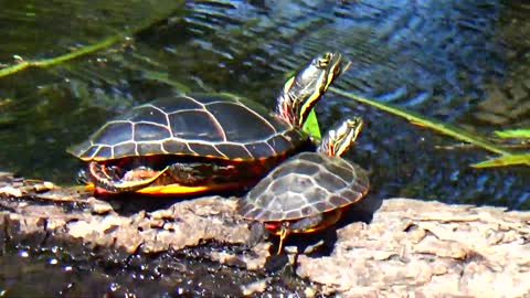 Turtles