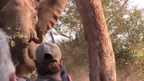 4 Elephant Encounters You Will Regret Watching