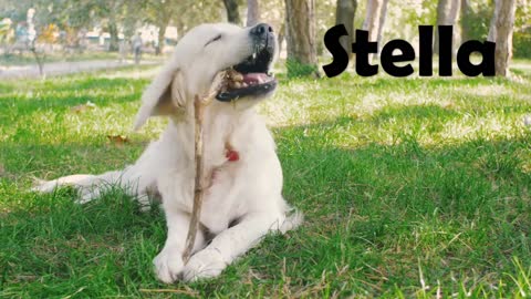 Top 10 dog name | #dogs #nema