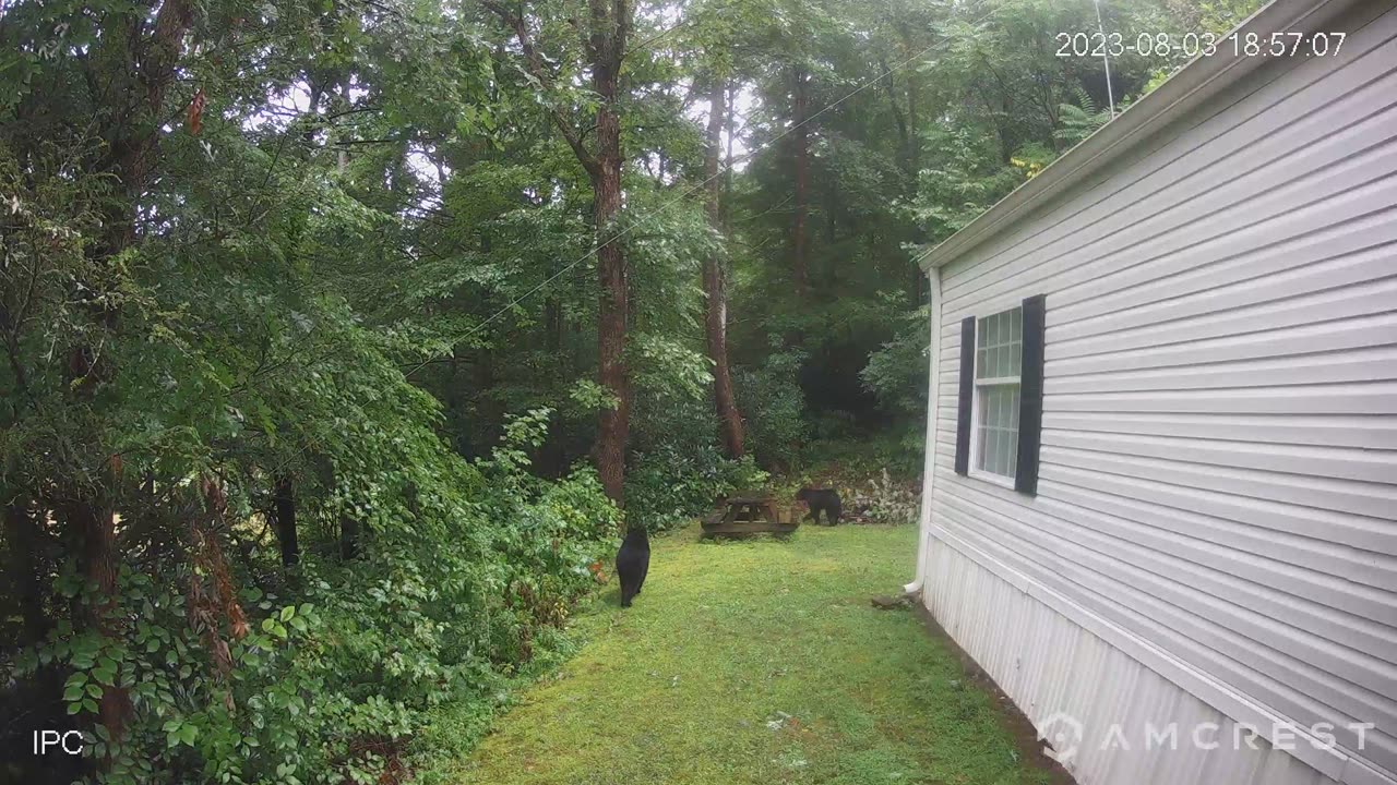 Two Black Bears At My House - 08/03/2023 @ 7:00 pm - East Tennessee