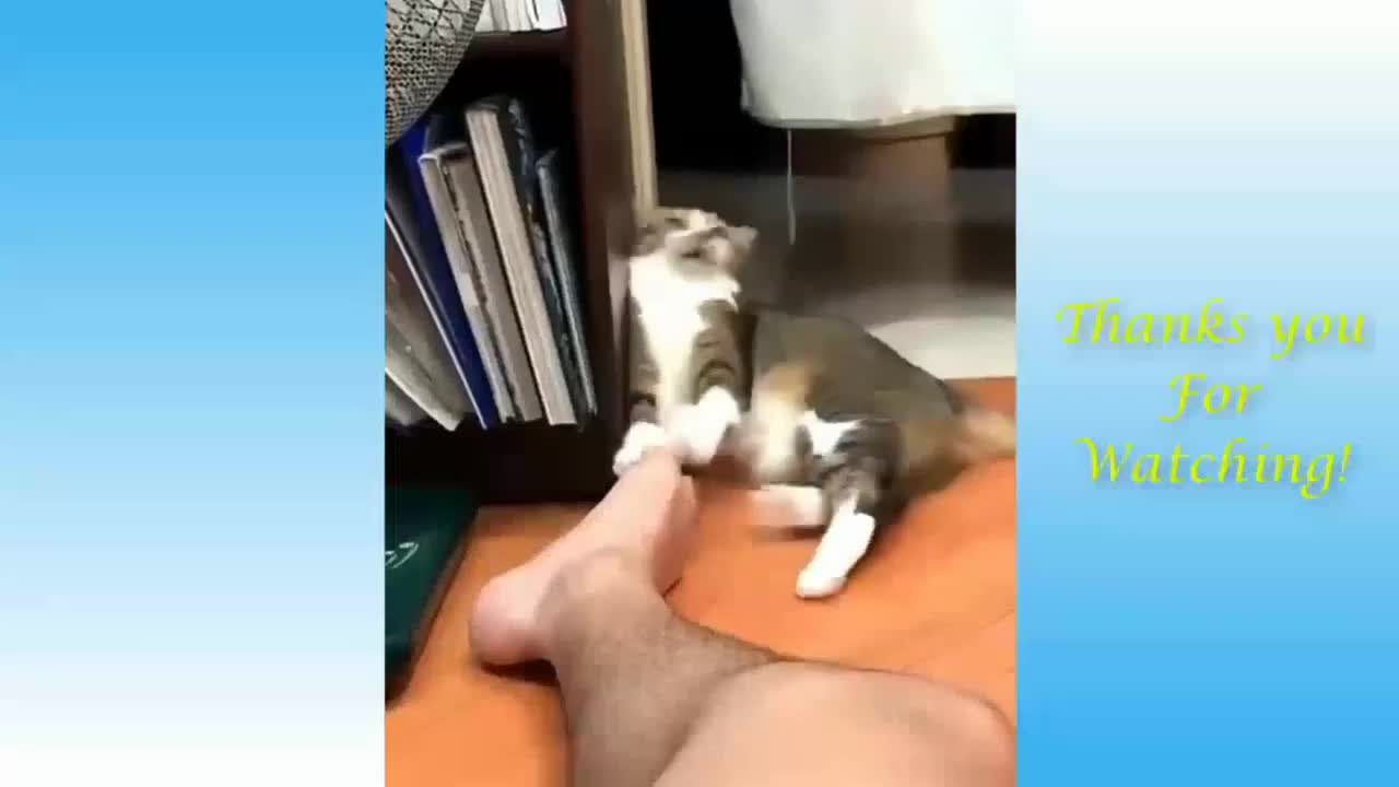 Cat Can't Stand the Smell of Feet