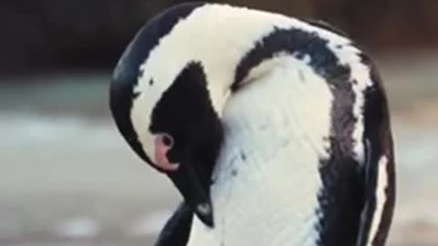 Cute Penguin 🐧