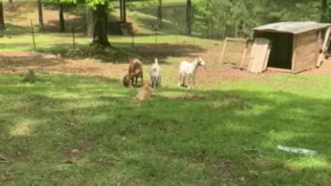 Anatolian Shepherd puppy at work