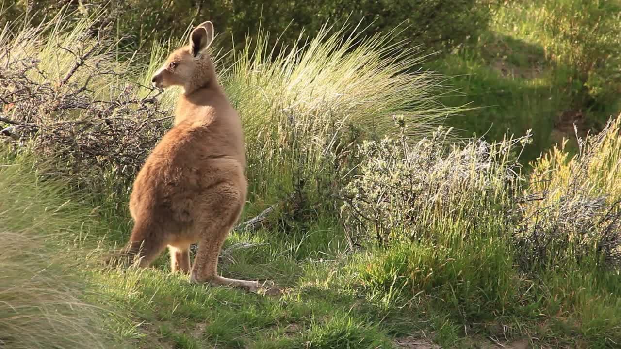 Kangaroo Wallaby - Australian Wildlife