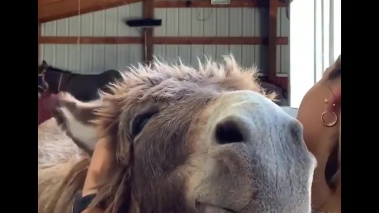 Cute And funny horse Videos Compilation cute moment of the horses - Cutest Horse #03