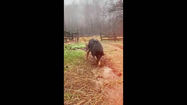 A dog cutting a path for water to flow