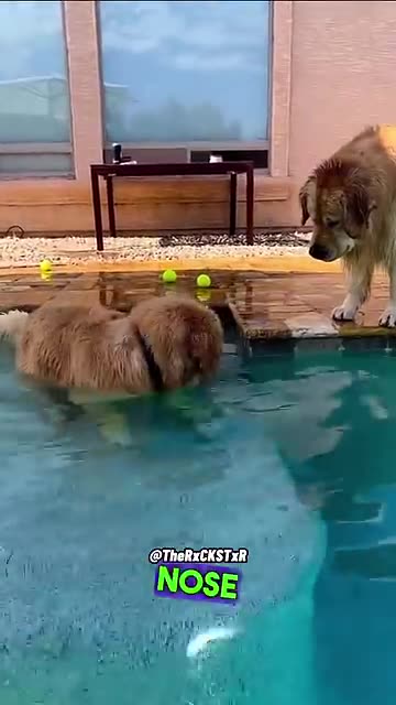 Wait for it dont scare it