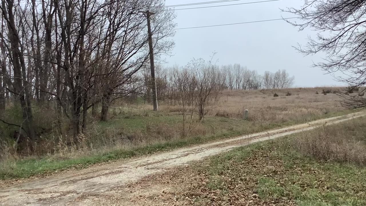 Whitetail Deer Running