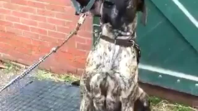 Great Dane Video 20