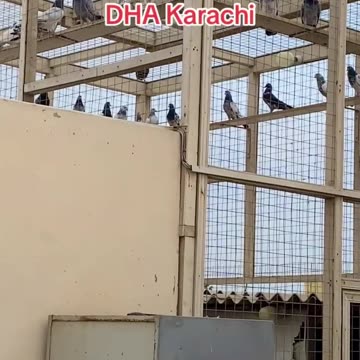 Chat Ustad Ch Amjad In DHA Karachi Watch In HD Urdu/Hindi #pigeons #pakistanpigeonassociation