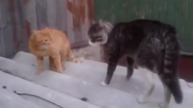 cat confrontation