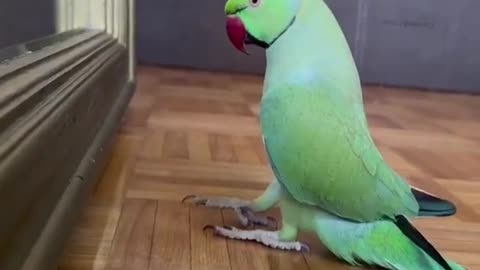 Parrot very impresseed with itself