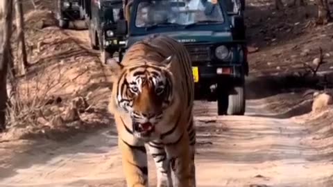 Tiger Middle of the Road